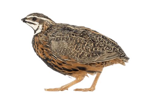 Collection Of Quail Png Hd Pluspng Vrogue