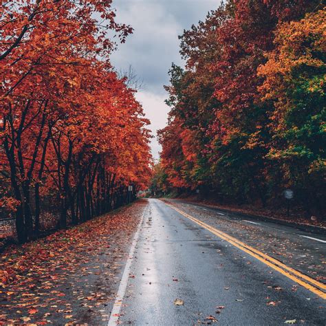 Autumn Road Trees On Sides Fallen Leaves Ipad Pro Wallpapers Free Download