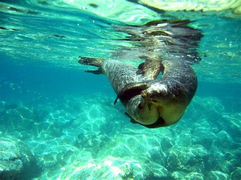 Snorkeling With Sea Lions Picture Of Isla Espiritu Santo La Paz