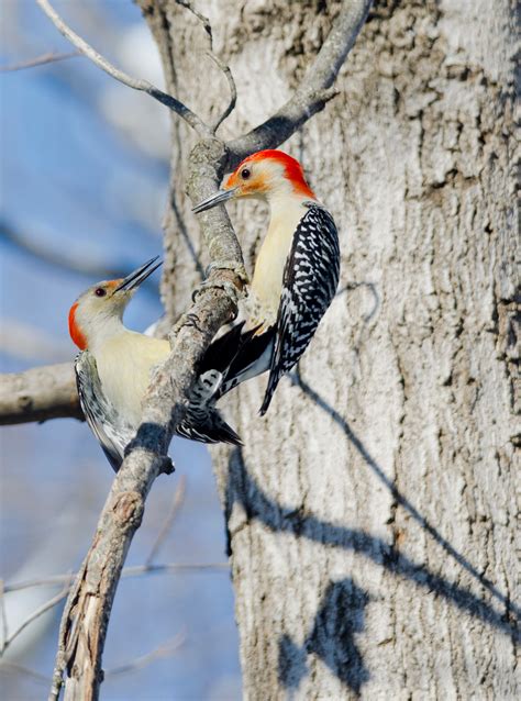 Red Bellied Woodpecker Audubon Field Guide