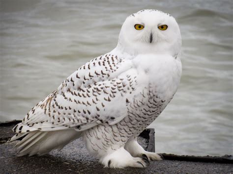 Big Winter For Snowy Owls Unlikely Expert Says Birdwatching Snowy