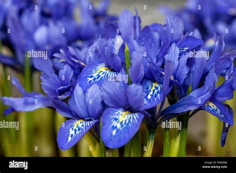 Iris Reticulata High Resolution Stock Photography And Images Alamy