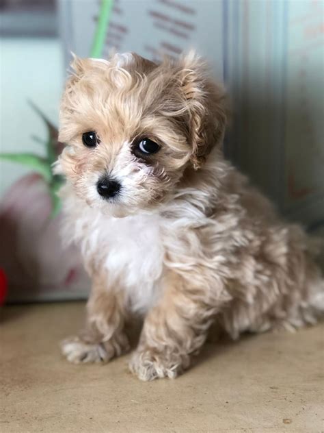 Maltipoo Puppies For Sale | Pittsburgh, PA #295819