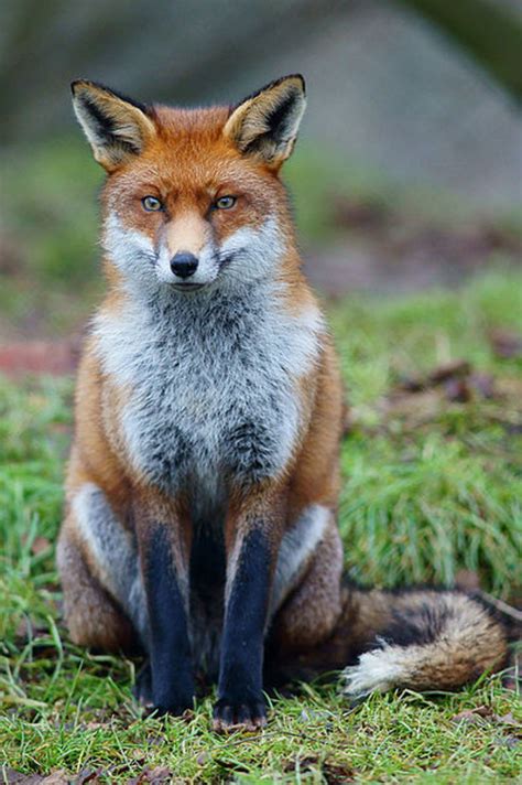 The Red Fox In Britain Hubpages