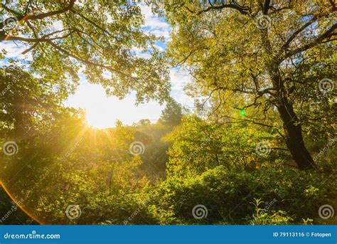 Beautiful Morning Sun Rays In Autumn Forest Present Artistic Effects