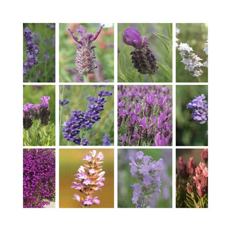 Ultimate Lavender Plug Plant Collection Wow 12 Different Varieties