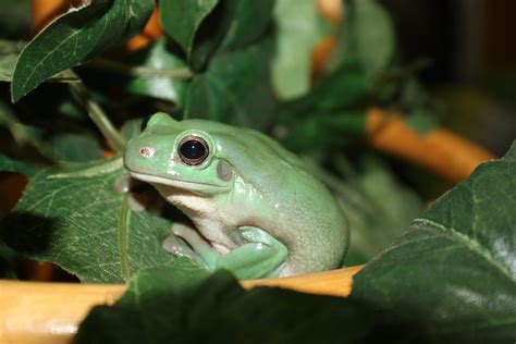 Northern Green Tree Frog Reptile And Grow