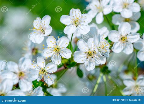 White Cherry Tree Flowers Stock Image Image Of Botanic 88517601
