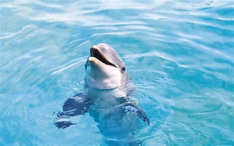Swim With The Wild Dolphins Vallarta Rentals