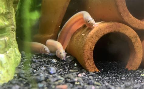 The Ultimate Guide To Breeding Kuhli Loaches