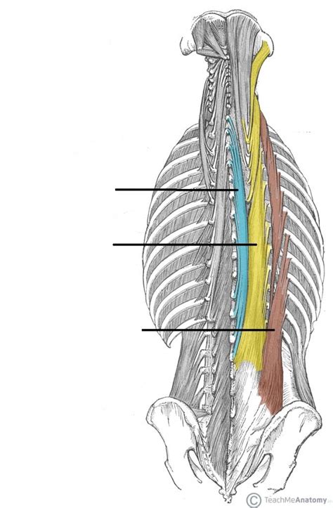 Epaxial Muscles Diagram Quizlet