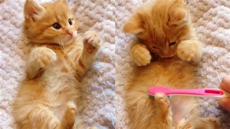 Brushing Baby Ginger Kittens Youtube