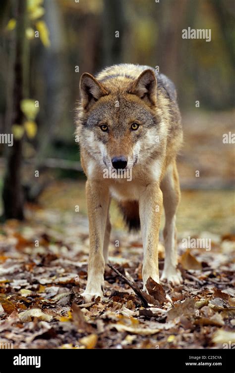 European Wolf Canis Lupus Captive At Wildwood Trust Kent Uk Stock