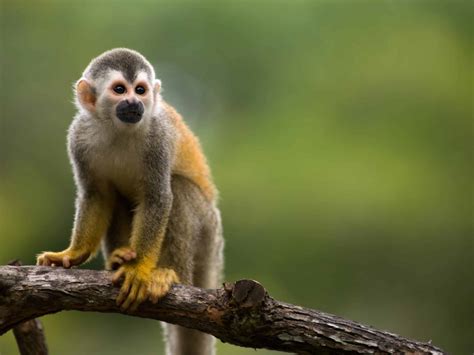Les 9 animaux que vous devez voir au Costa Rica 1ère partie Costa