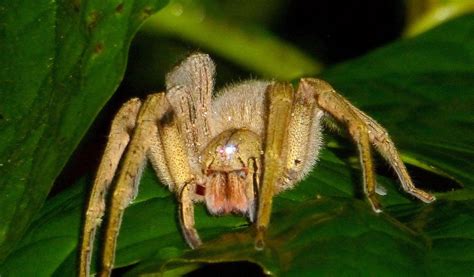 36 Brazilian Wandering Spider