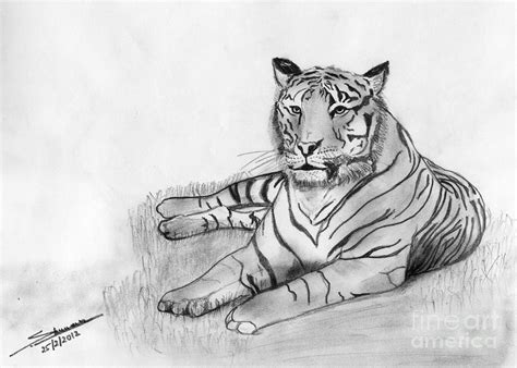 Bengal Tiger Drawing By Shashi Kumar Fine Art America