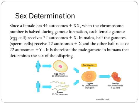 Ppt Blueprint Of Life Topic 12 Sex Linked Genes Powerpoint