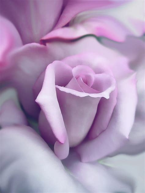 Lavender Rose Flower Portrait Photograph By Jennie Marie Schell Fine