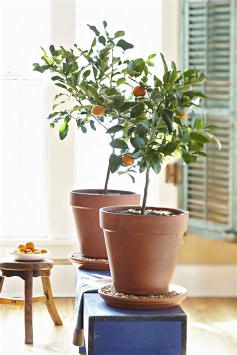 Growing Citrus Indoors Can Pay Off Handsomely Featuresentertainment