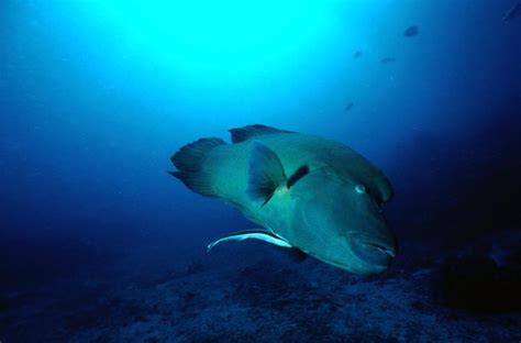 6 Incredible Creatures Of The Sea You Can Find Off The Coast Of