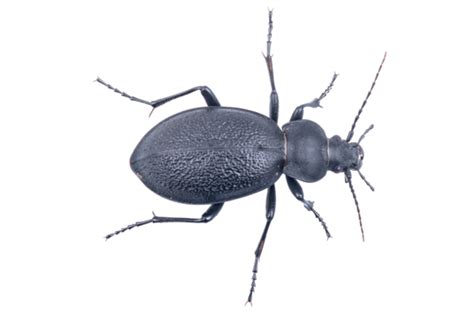 Black Bug Png Vector Psd And Clipart With Transparent Background For