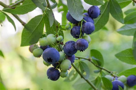 Ripe And Unripe Berries Of Blueberry On Shrub Close Up Stock Photo