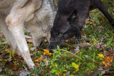 Black Phase And Grey Wolf Canis Lupus Come Together In Leaves Autumn
