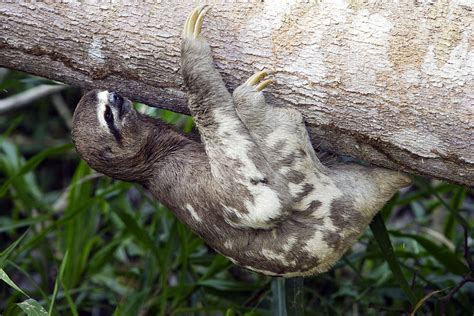 Brown Throated Three Toed Sloth Photograph By M Watson
