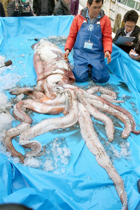 Giant squids turning up along Sea of Japan coast | The Japan Times