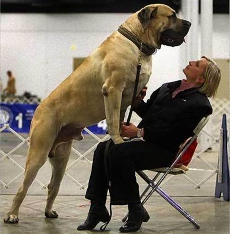 世界最大の犬種ランキング＆世界で一番体高・体重が大きな犬とは《ギネス公認》 和黒柴な日々