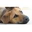 Canine Influenza Detected In Tennessee  Williamson Source