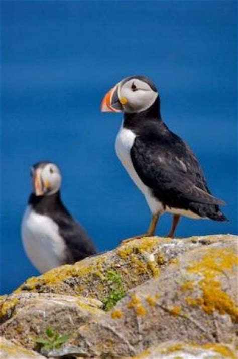 Atlantic Ocean Sea Birds Puffins Photo Information