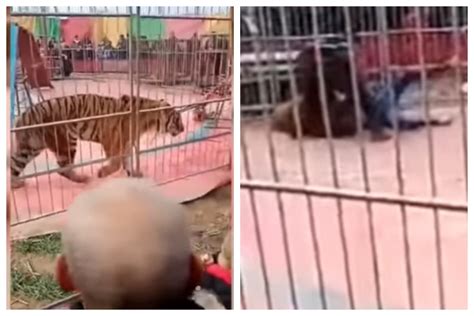 Espectáculo aterrador Tigre ataca a domador en pleno show video