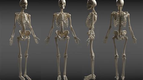 Skeleton Anatomy Study 360 Degree View Skeleton Anatomy Anatomy