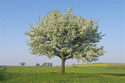 Growing A Pear Tree In Your Home Garden