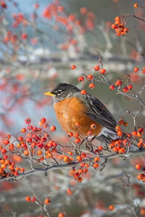 What Do Robins Eat In The Winter Explained Birdieexpert