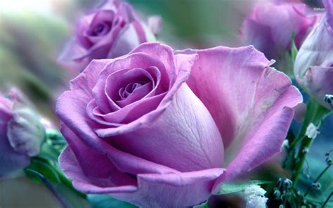 Purple And Pink Roses Wallpapers Top Free Purple And Pink Roses