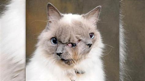 Bbc Radio 5 Live In Short Worlds Oldest Two Faced Cat Dies