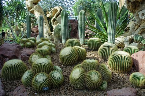 【辰山植物园——沙生植物（上）摄影图片】生态摄影 守护人 太平洋电脑网摄影部落