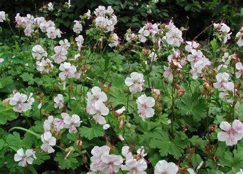 Ground covers for sunny yards. 15 Best Flowering Ground Covers for Sun - Finding Sea Turtles
