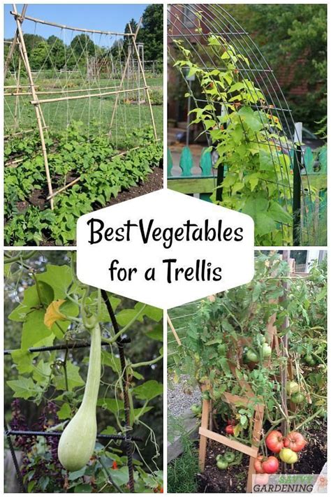 The Best Vegetable For A Trellis For Vertical Gardening Vegetable