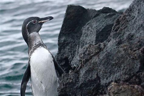 10 Amazing Animals To See In The Galápagos Islands Fodors Travel Guide