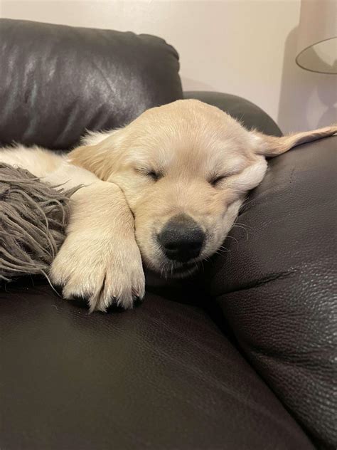 Just Got A New Puppy I Think Hes Made Himself At Home Already Raww