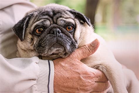 Surprising Pug Facts 8 Things Only Pug People Understand