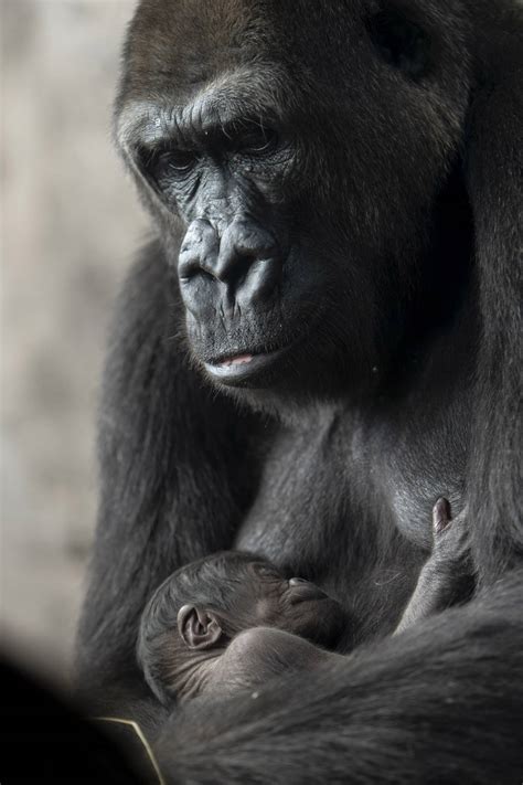 First Look Baby Western Lowland Gorilla Born At Disneys Animal