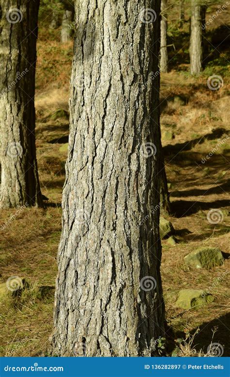 Scots Pine Bark In A Forest In Winter Sunshine Stock Image Image Of