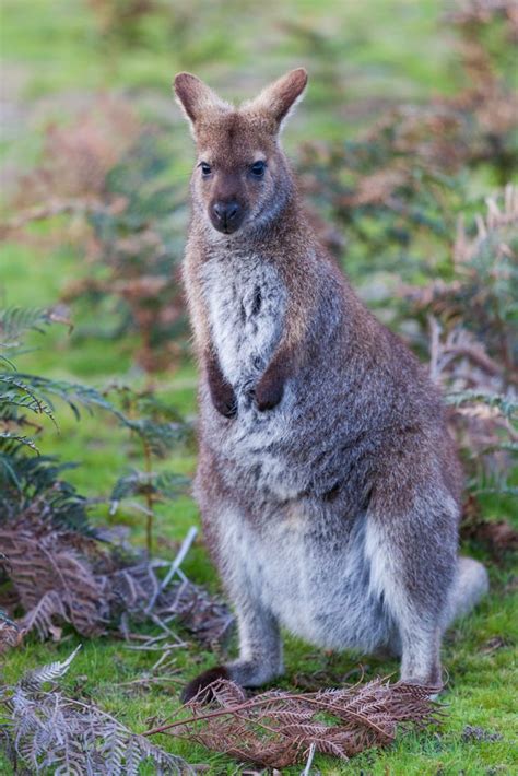 Bennetts Wallaby Among Ferns In Tasmania Photo Pathway Australian