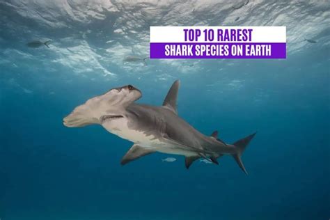 Top 10 Rarest Shark Species On Earth