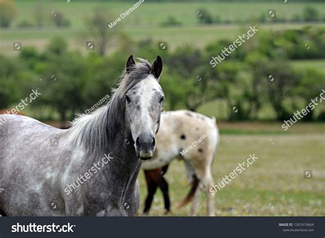 Beautiful Horse Pasture Stock Photo 1397419664 Shutterstock