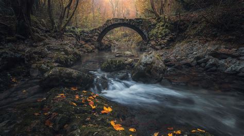 River Under Bridge In Forest With Trees During Fall Hd